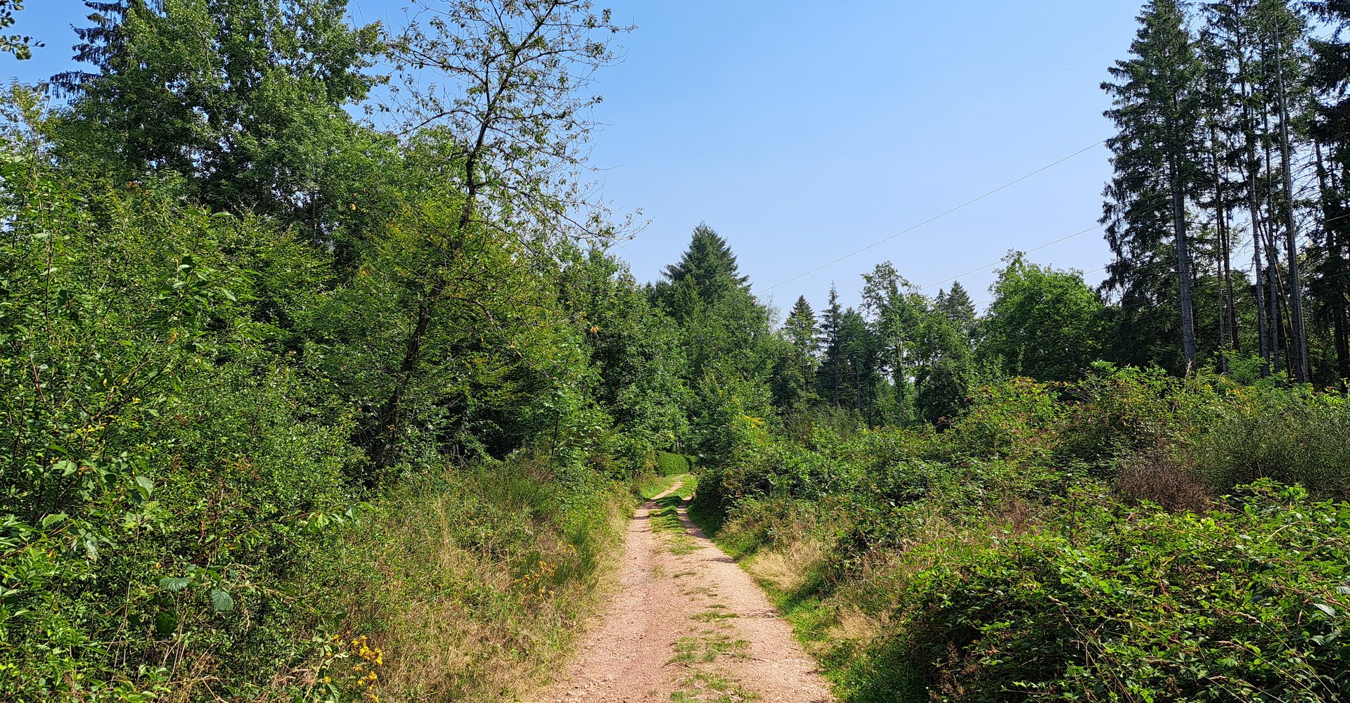 In der Mitte ist ein befestigter Wanderweg zu sehen. Links und rechts des Weges ist Wald. Im Hintergrund ist blauer Himmel.