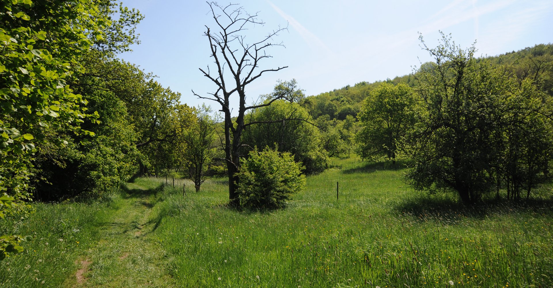 Am linken Bildrand ist ein gemähter Wanderweg am Waldrand zu sehen. Die Laubbäume sind grün.