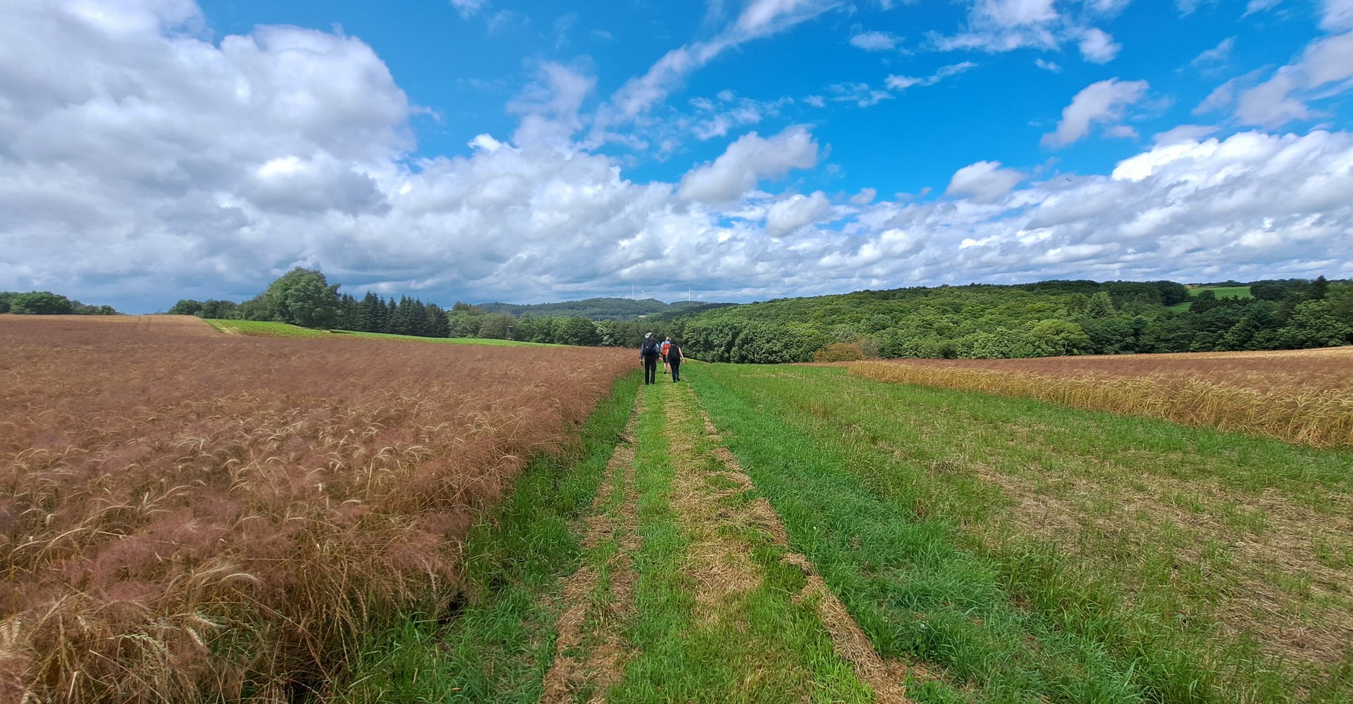 In der Bildmitte ist ein gemähter Wanderweg zu sehen auf dem drei Wanderer laufen. Sie sind von hinten zu sehen. Am linken Wegesrand grenzt ein Getreidefeld an. Am rechten Wegesrand grenzt ein Streifen Wiese an. Hier grenzt ein Getreidefeld an.